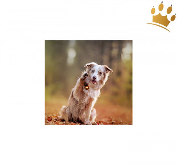 Orbiloc Leuchtbutton Dog Dual Amber
