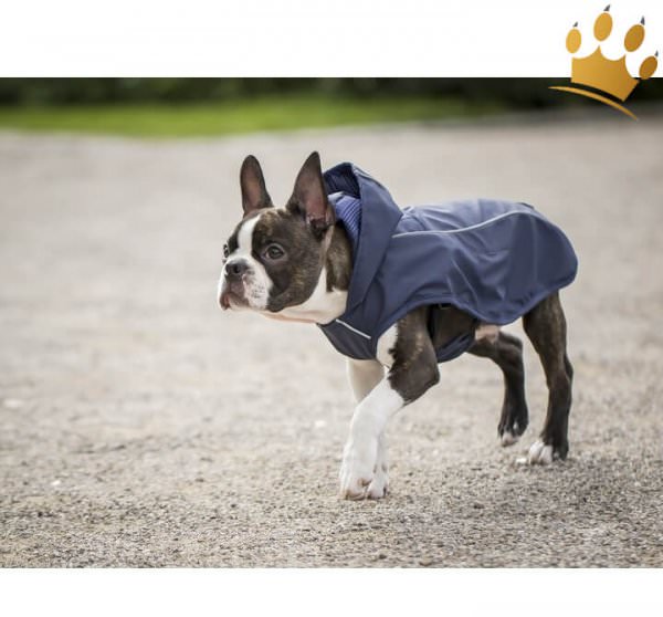 Regenmantel Hund Scotty Blau mit Geschirr