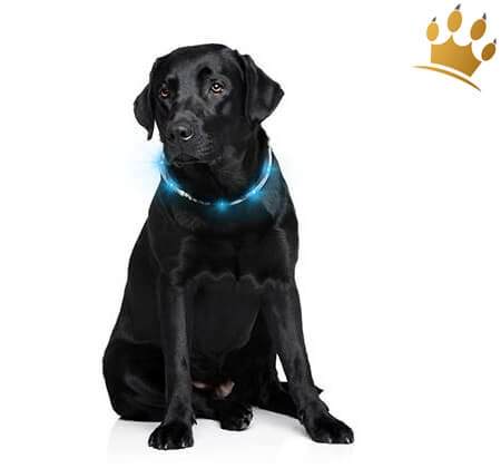 LumiVision® Leuchthalsband Blau Detail