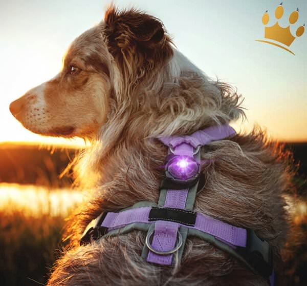 Orbiloc Dog Dual Purple