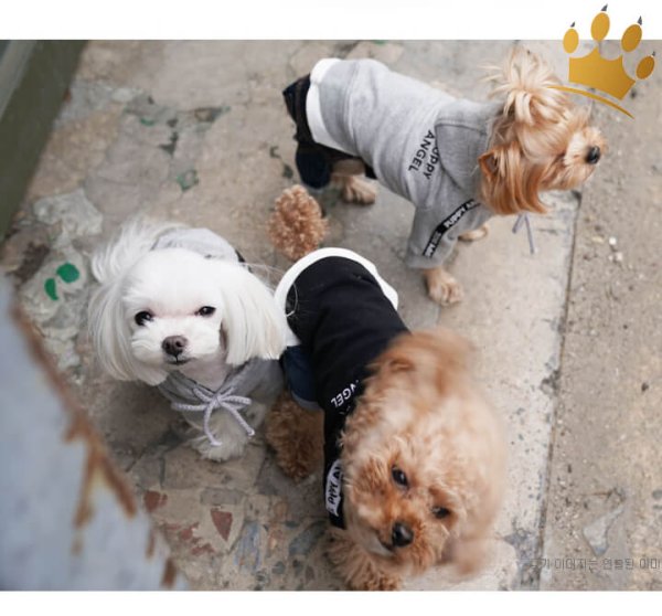 Puppy Angel Hundesweater Basic Grau