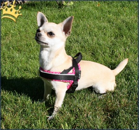 Jack-B Hundegeschirr Black Dots