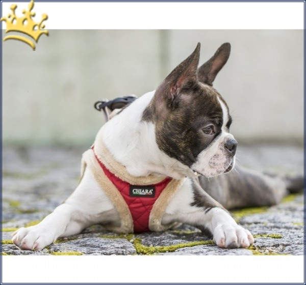 Step In Hundegeschirr Chiara Diamond Rot Hund