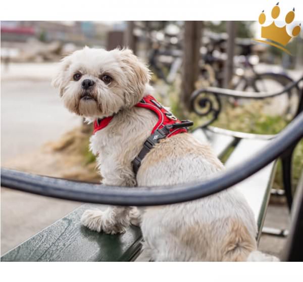 Dog Copenhagen Hundegeschirr V2 Comfort Walk (Pro) Classic Red