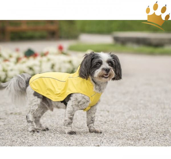 Regenmantel Hund Scotty Gelb mit Geschirr Regenbekleidung für den