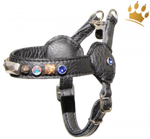 Malucchi Hundegeschirr Movie Petra Schwarz