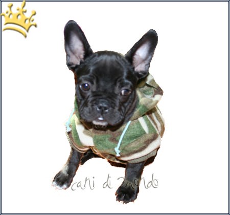 Hundejacke Camo Grün