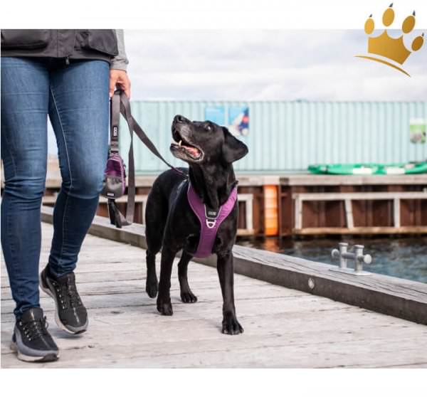 Dog Copenhagen Hundegeschirr V2 Comfort Walk (Pro) Purpel Passion