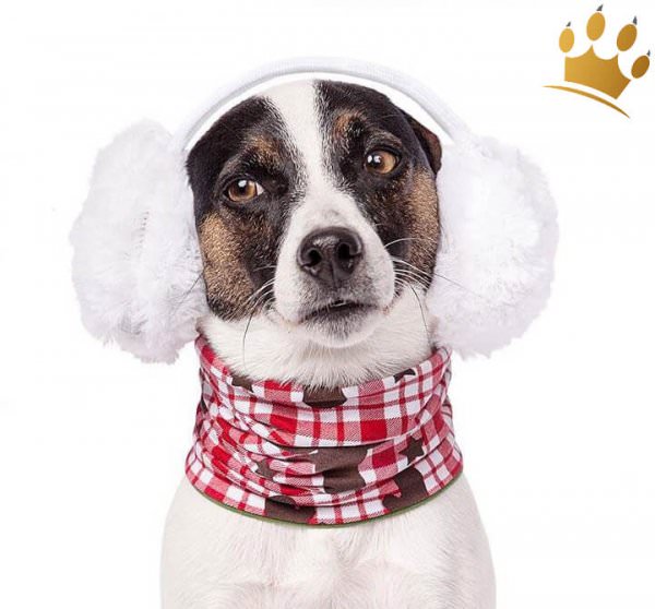 Hunde-Loop Schal Exclusiv Eddy Elch