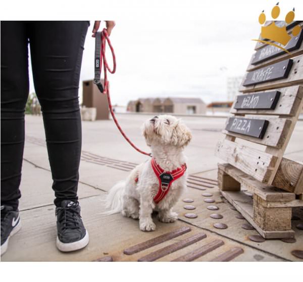 Dog Copenhagen Hundegeschirr V2 Walk Air Classic Red