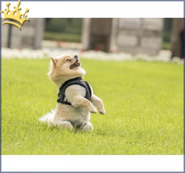 Step In Hundegeschirr Chiara Diamond