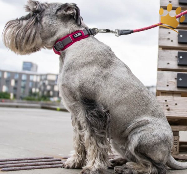 Dog Copenhagen Halsband Urban Explorer Wild Rose