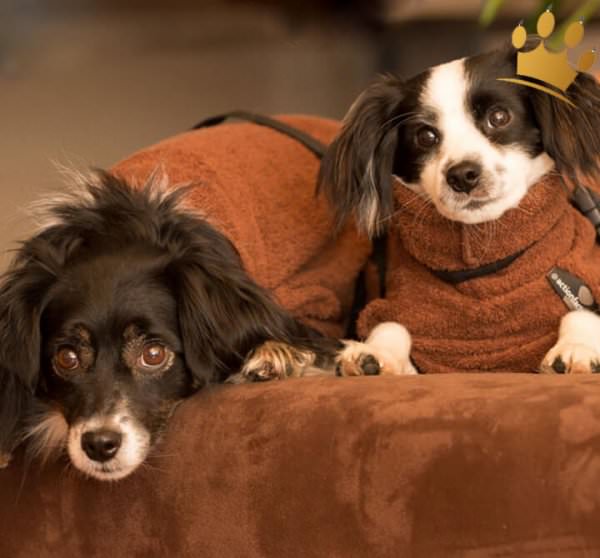 Dry Up Bade-Cape Mini Braun