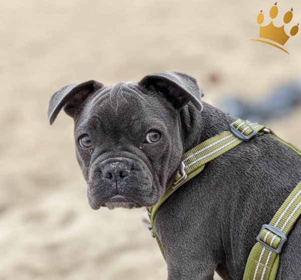 Dog Copenhagen Hundegeschirr V2 Walk Air Hunting Green