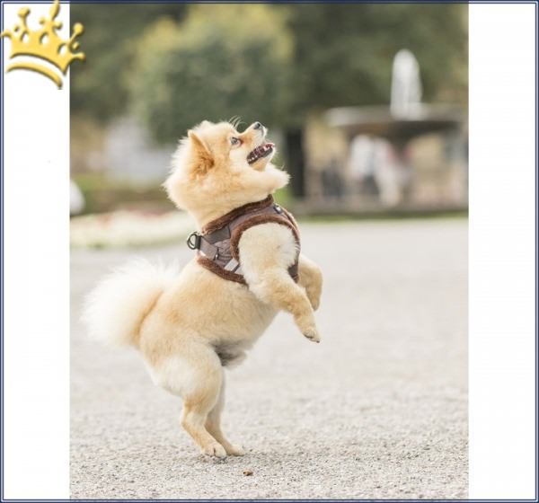 Step In Hundegeschirr Chiara Diamond braun  Hund