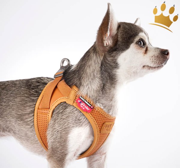 Curli© Geschirr Clasp Apfel Braun