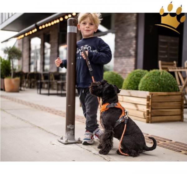 Dog Copenhagen Hundegeschirr V2 Comfort Walk (Pro) Orange Sun