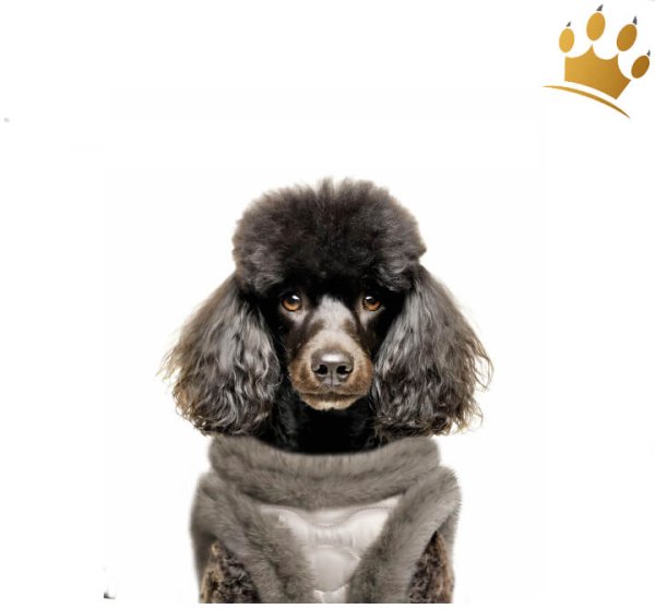 Mlk & Pepper Enola Hundegeschirr