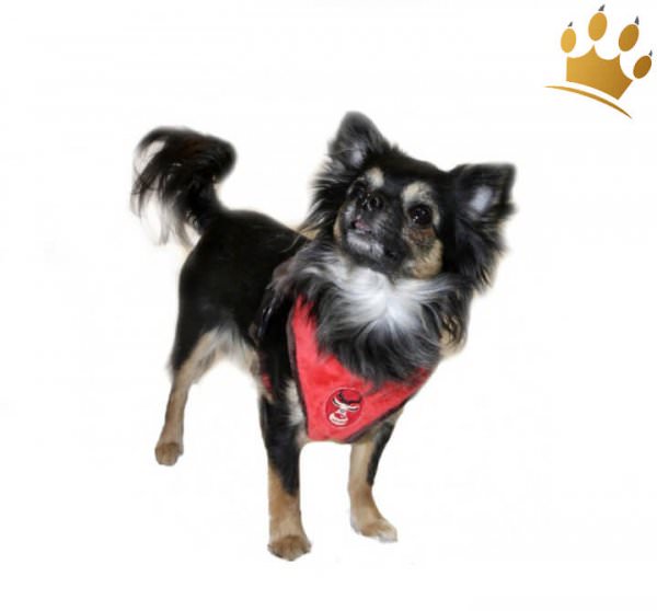 Softgeschirr Crazy Rudolph