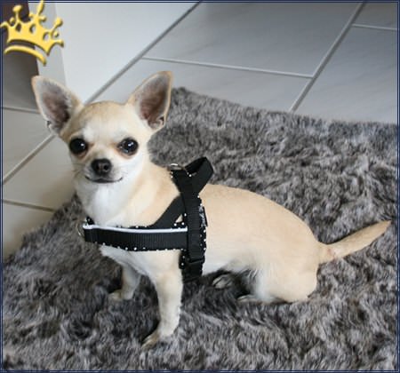 Jack-B Hundegeschirr Braun Dots