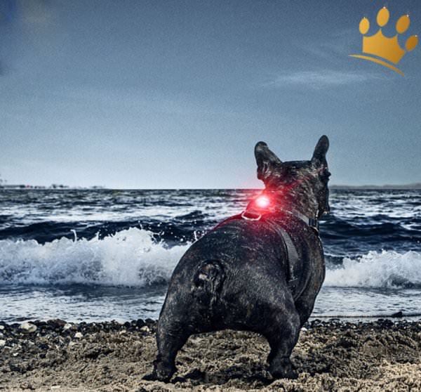 Orbiloc Dog Dual Beispiel