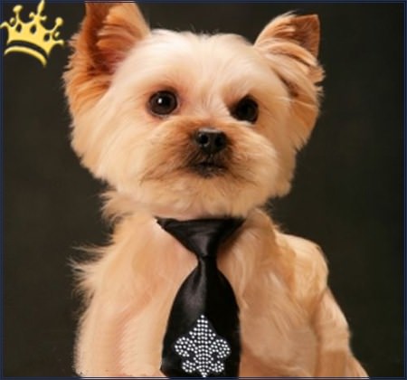 Hundeschlips Fleur Black