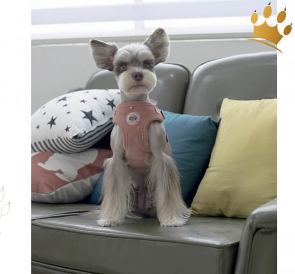 Puppia Step-In Geschirr Classy verstellbar Peach