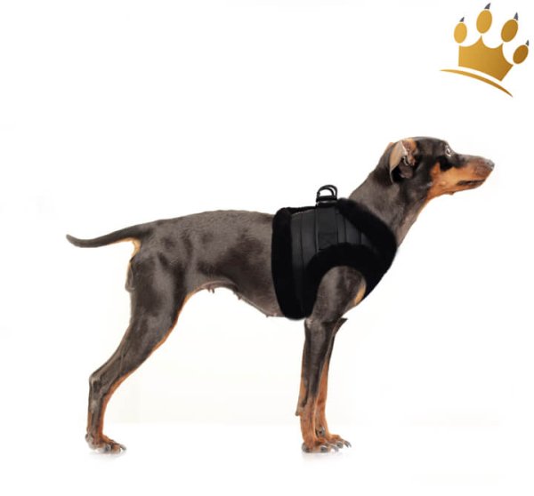 Milk & Pepper Kurt Bully/Mops Step In Hundegeschirr