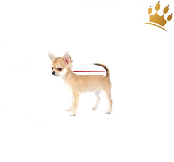 Hundemantel Ghiaccio Schwarz