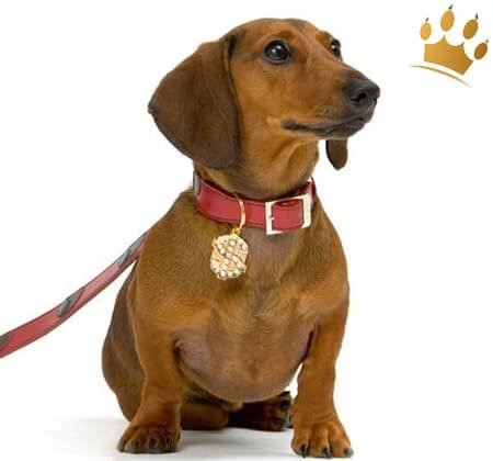 Schmuckanhänger Dollar