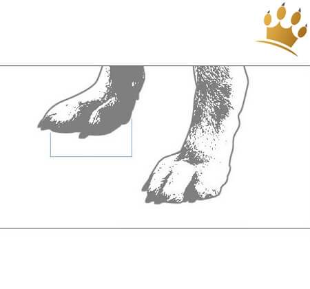 Hundeschuhe messen