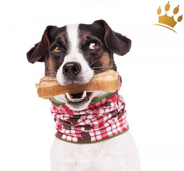 Hunde-Loop Schal Exclusiv Eddy Elch